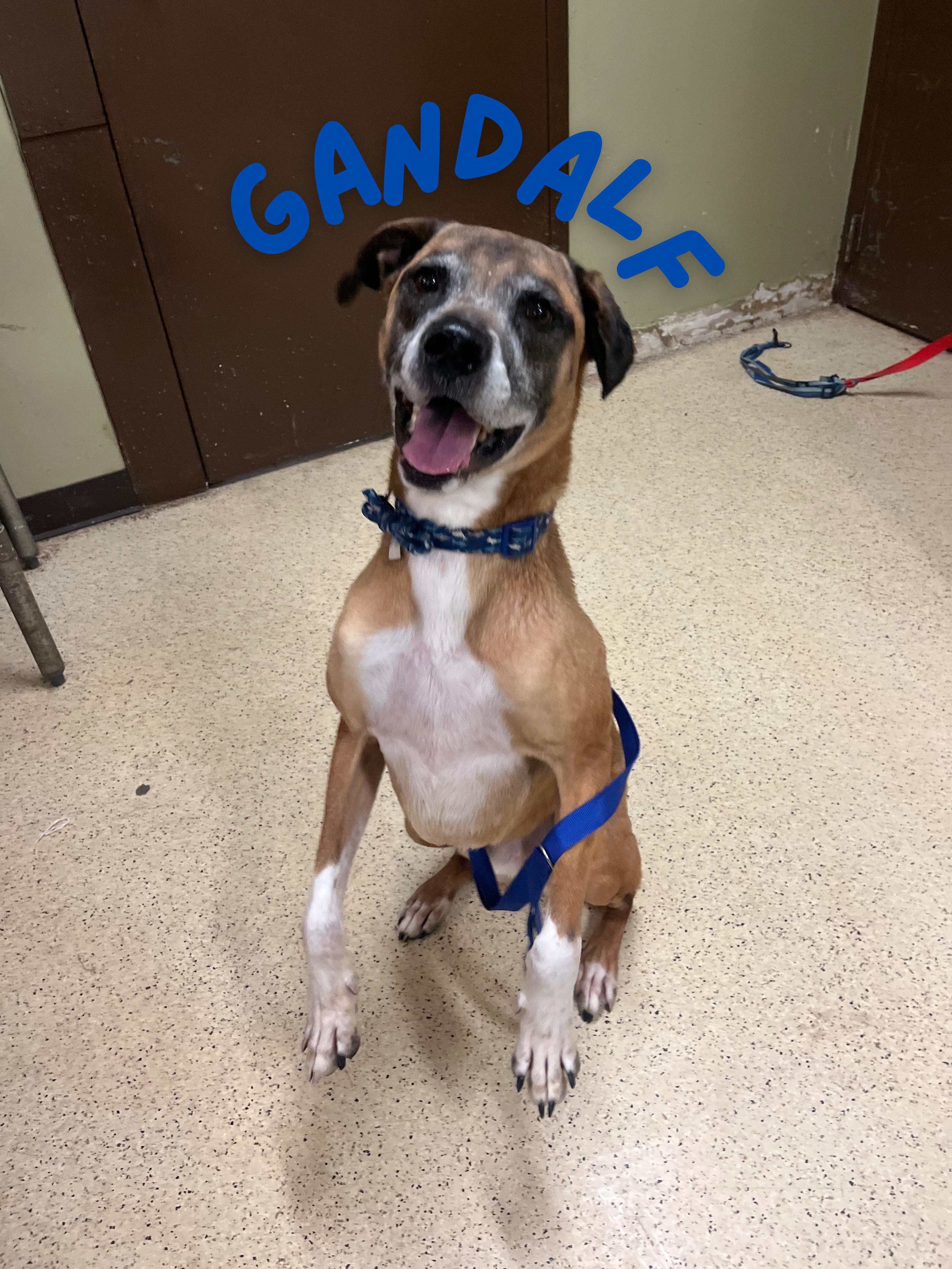 Enlarge Gandalf - ADOPTION FEE IS WAIVED!!, a ADOPTABLE mixed breed in Muncie, IN image 1/6