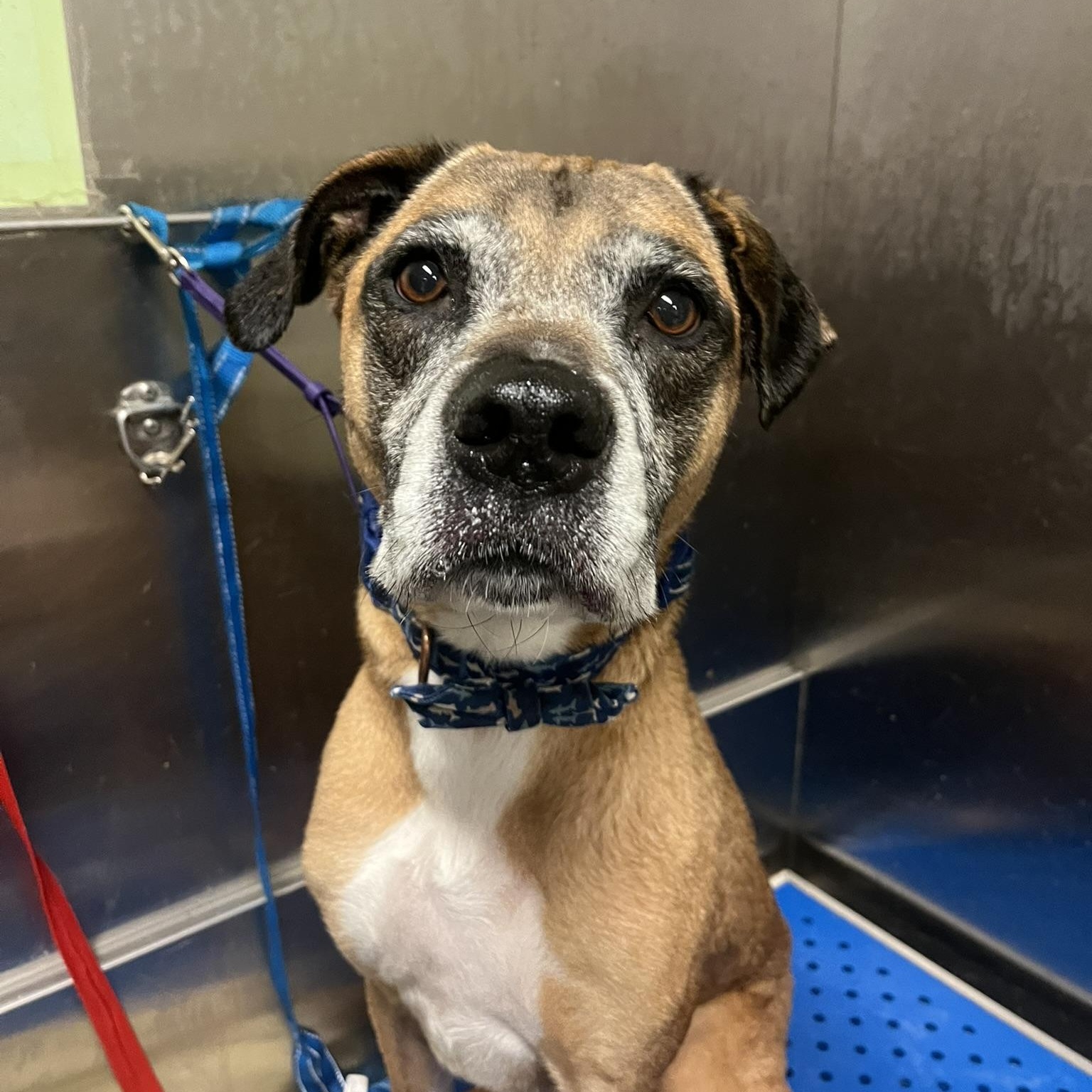 Enlarge Gandalf - ADOPTION FEE IS WAIVED!!, a ADOPTABLE mixed breed in Muncie, IN image 2/6