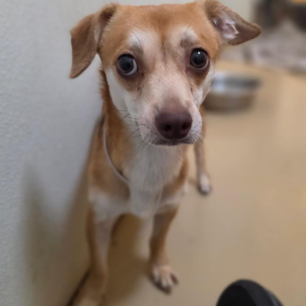 Ranger - Costa Mesa Location, Adoptable, Adult Male Chihuahua & Mixed Breed.