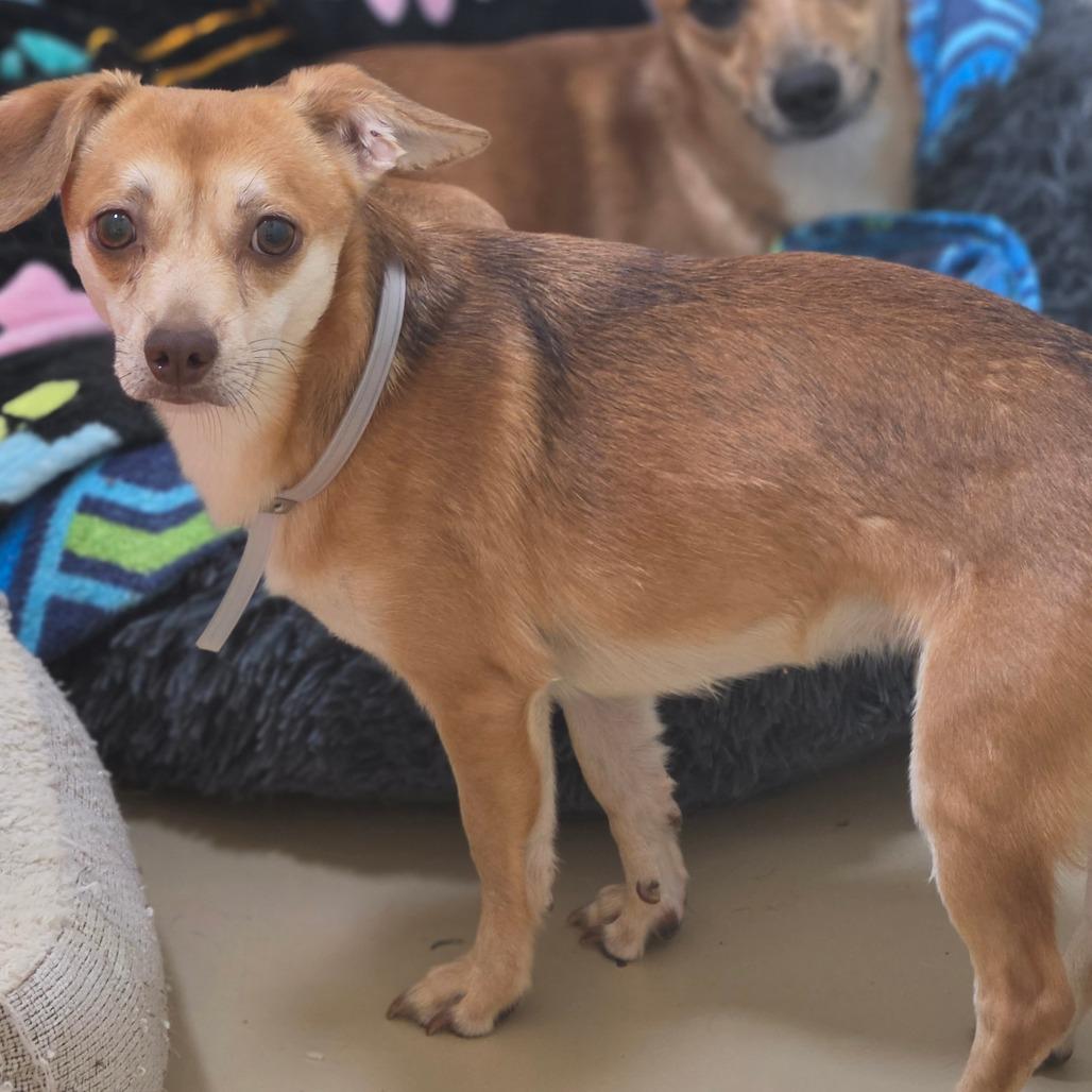 Enlarge Ranger - Costa Mesa Location, a Adoptable mixed breed in Chino Hills, CA image 2/6