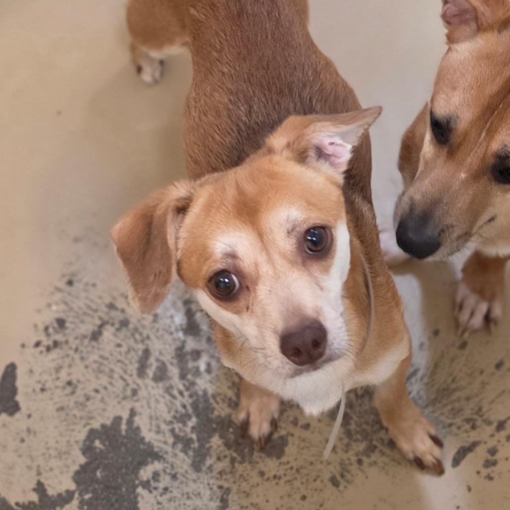 Enlarge Ranger - Costa Mesa Location, a Adoptable mixed breed in Chino Hills, CA image 3/6