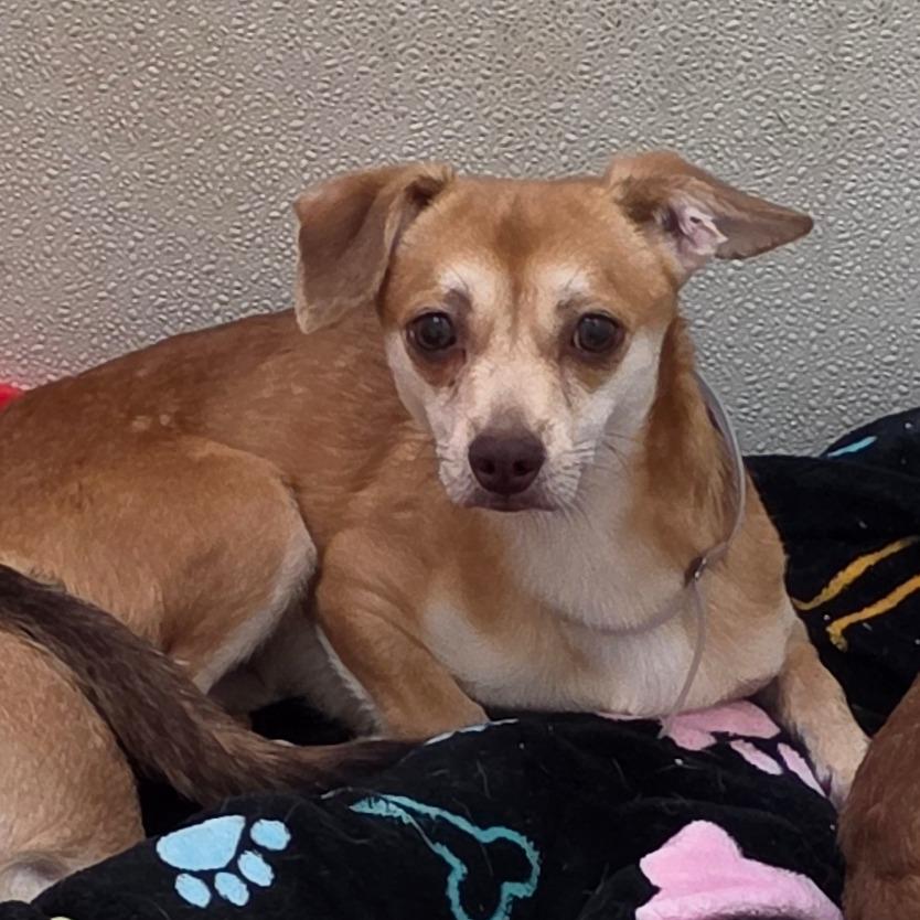 Enlarge Ranger - Costa Mesa Location, a Adoptable mixed breed in Chino Hills, CA image 4/6