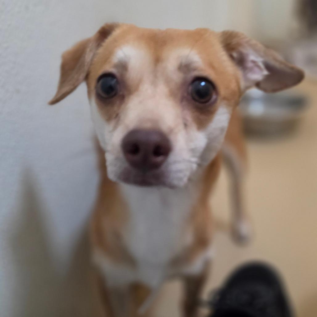 Enlarge Ranger - Costa Mesa Location, a Adoptable mixed breed in Chino Hills, CA image 5/6