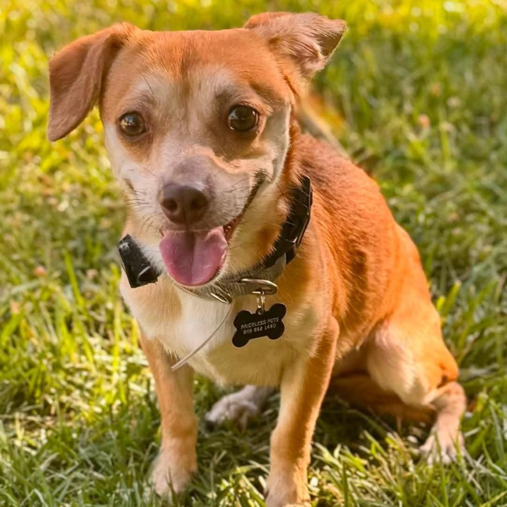 Enlarge Ranger - Costa Mesa Location, a Adoptable mixed breed in Chino Hills, CA image 6/6