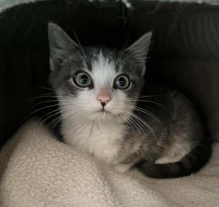 Niobium, a Adoptable mixed breed in Chicago, IL image 2/6