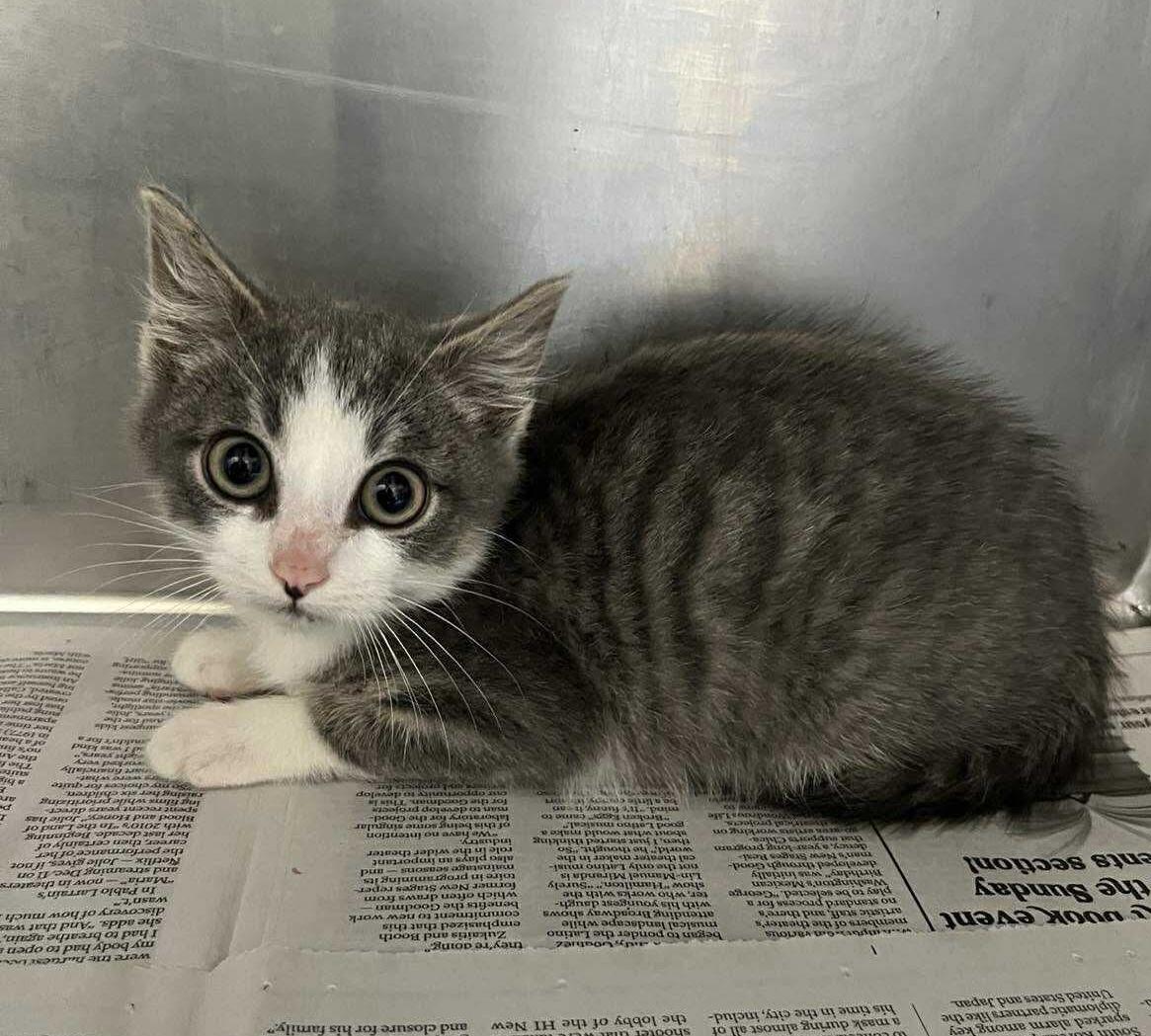 Niobium, a Adoptable mixed breed in Chicago, IL image 4/6