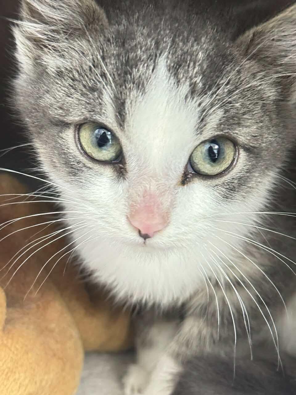 Niobium, a Adoptable mixed breed in Chicago, IL image 3/6