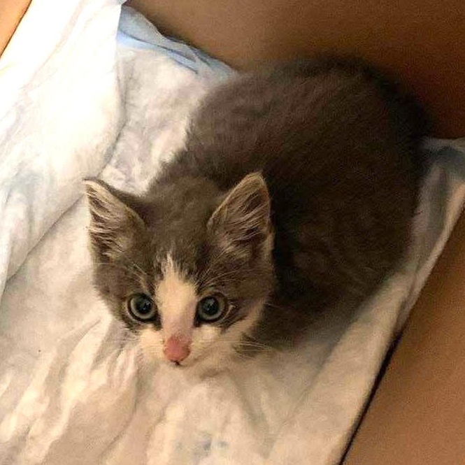 Niobium, a Adoptable mixed breed in Chicago, IL image 6/6