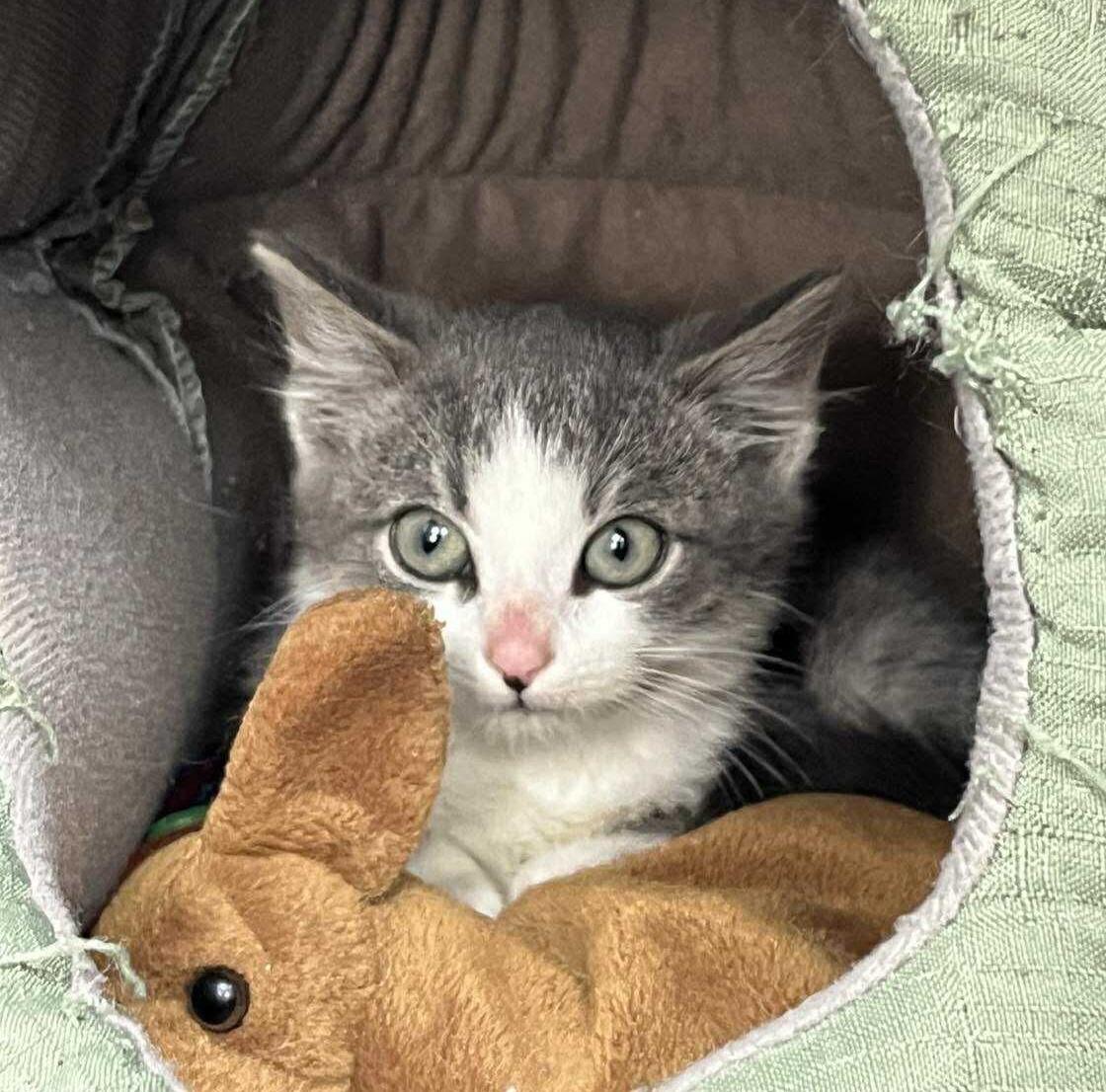 Niobium, Adoptable, Kitten Male Domestic Short Hair.