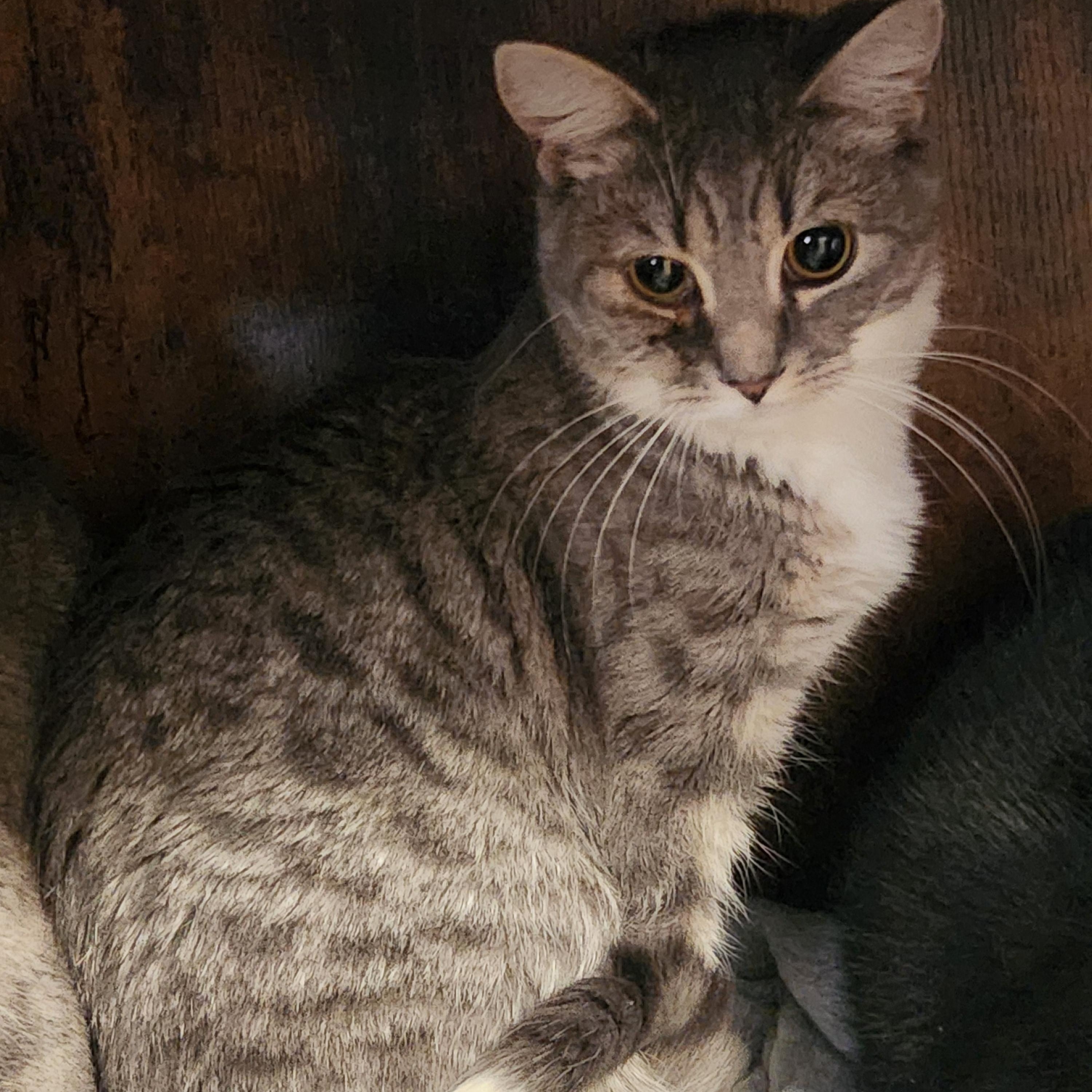 Enlarge Renza, a ADOPTABLE Domestic Short Hair in Hagerstown, MD image 1/1