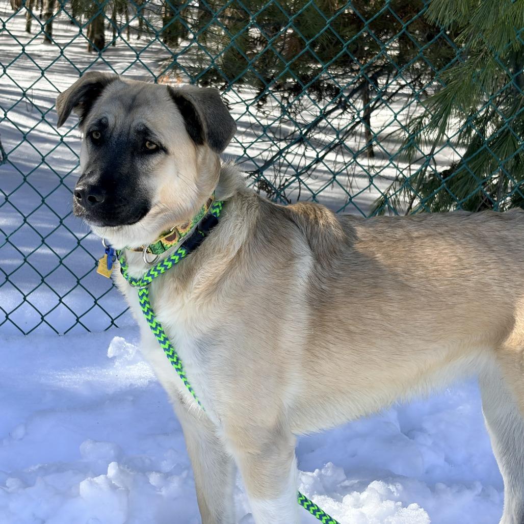 Enlarge Harper, a Adoptable mixed breed in Conway, NH image 1/6