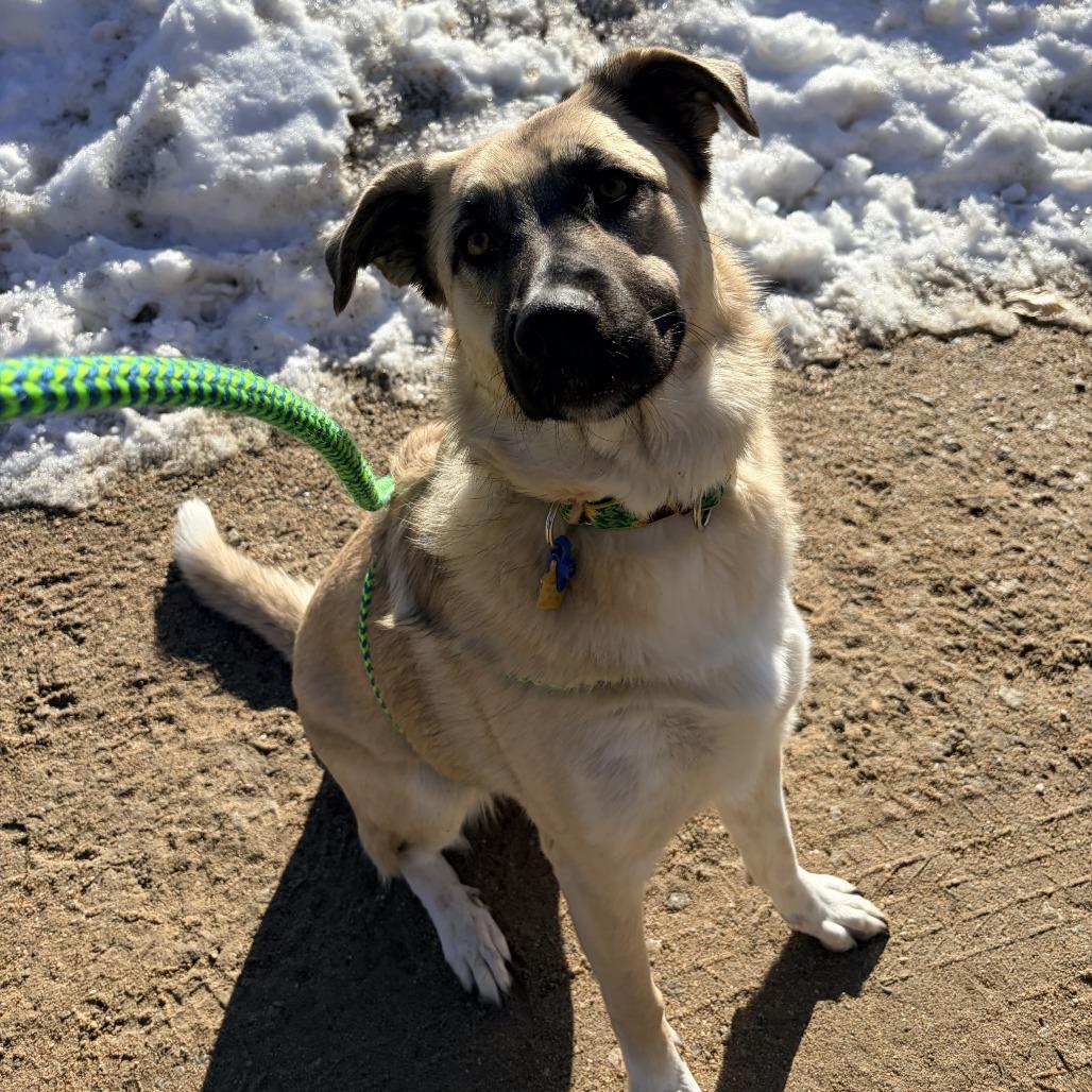 Enlarge Harper, a Adoptable mixed breed in Conway, NH image 2/6