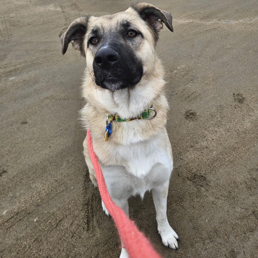 Enlarge Harper, a Adoptable mixed breed in Conway, NH image 5/6