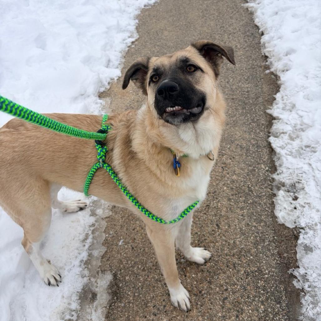 Enlarge Harper, a Adoptable mixed breed in Conway, NH image 6/6