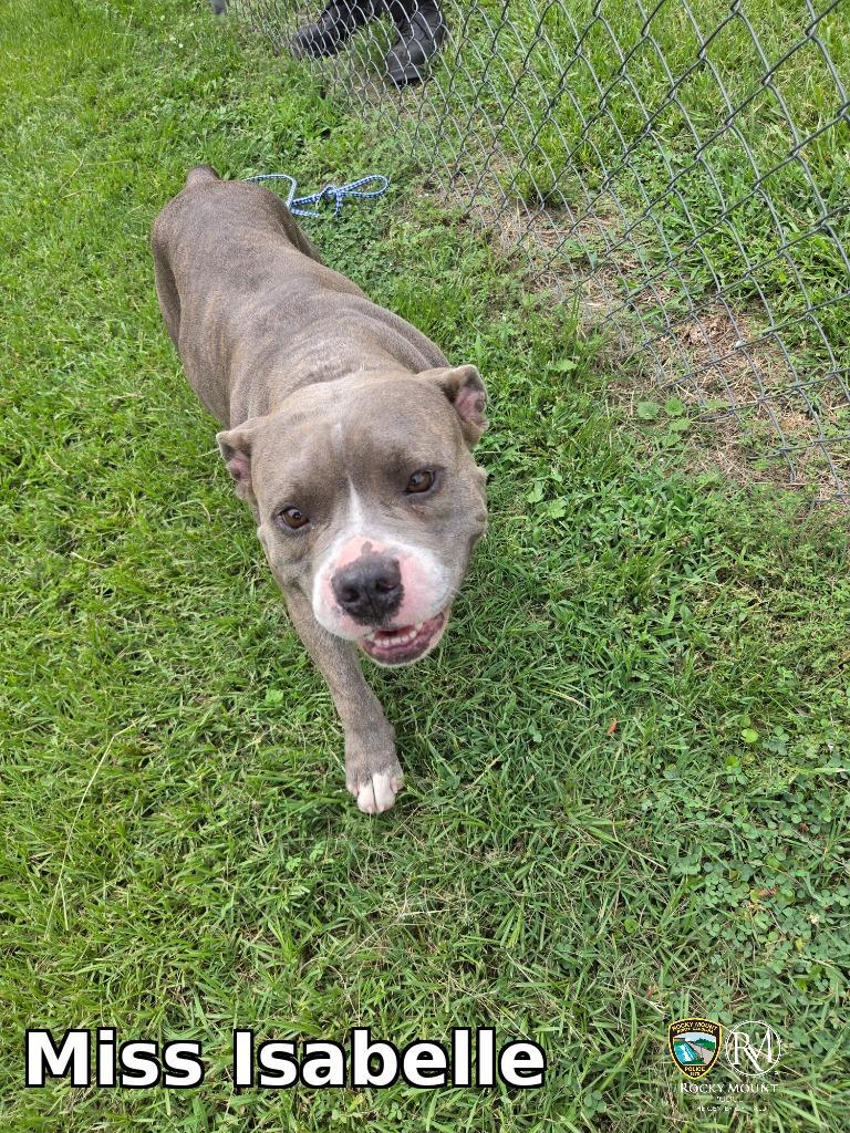 Miss Isabelle, a Adoptable Pit Bull Terrier in Rocky Mount, NC image 1/2