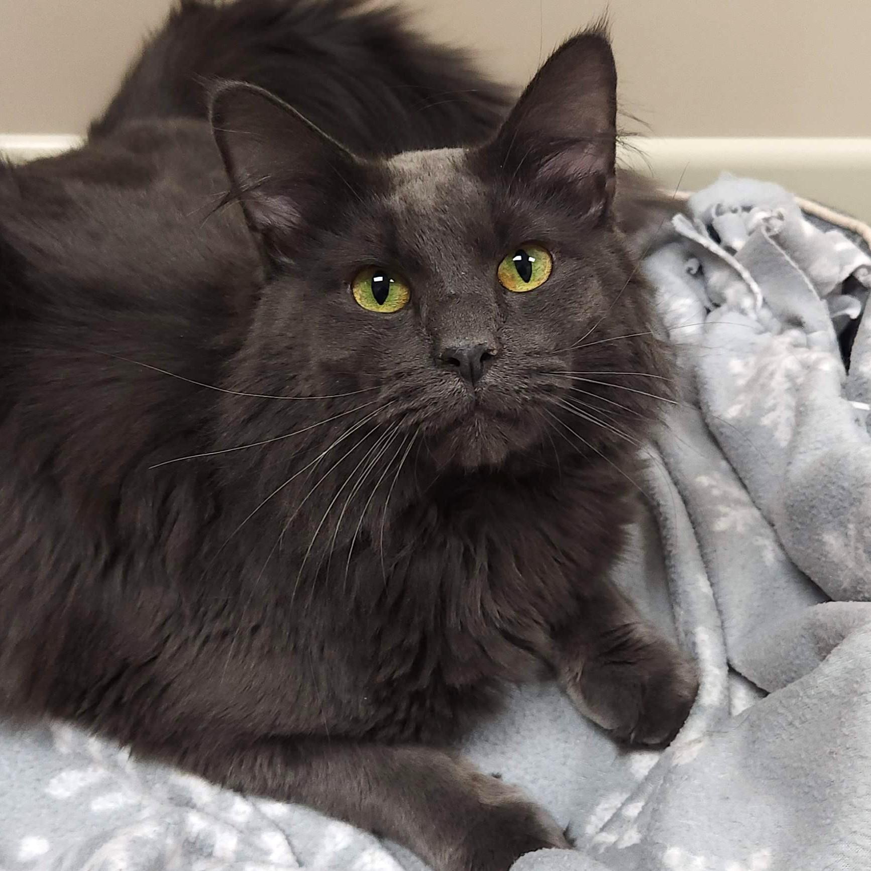 Enlarge Mike, an adopted Domestic Long Hair in Marshfield, WI image 1/5