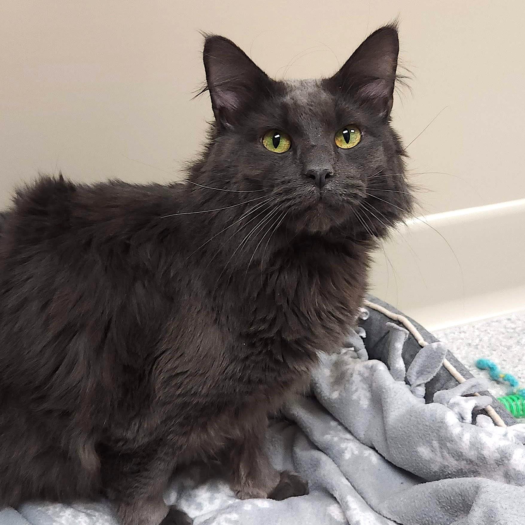 Enlarge Mike, an adopted Domestic Long Hair in Marshfield, WI image 3/5