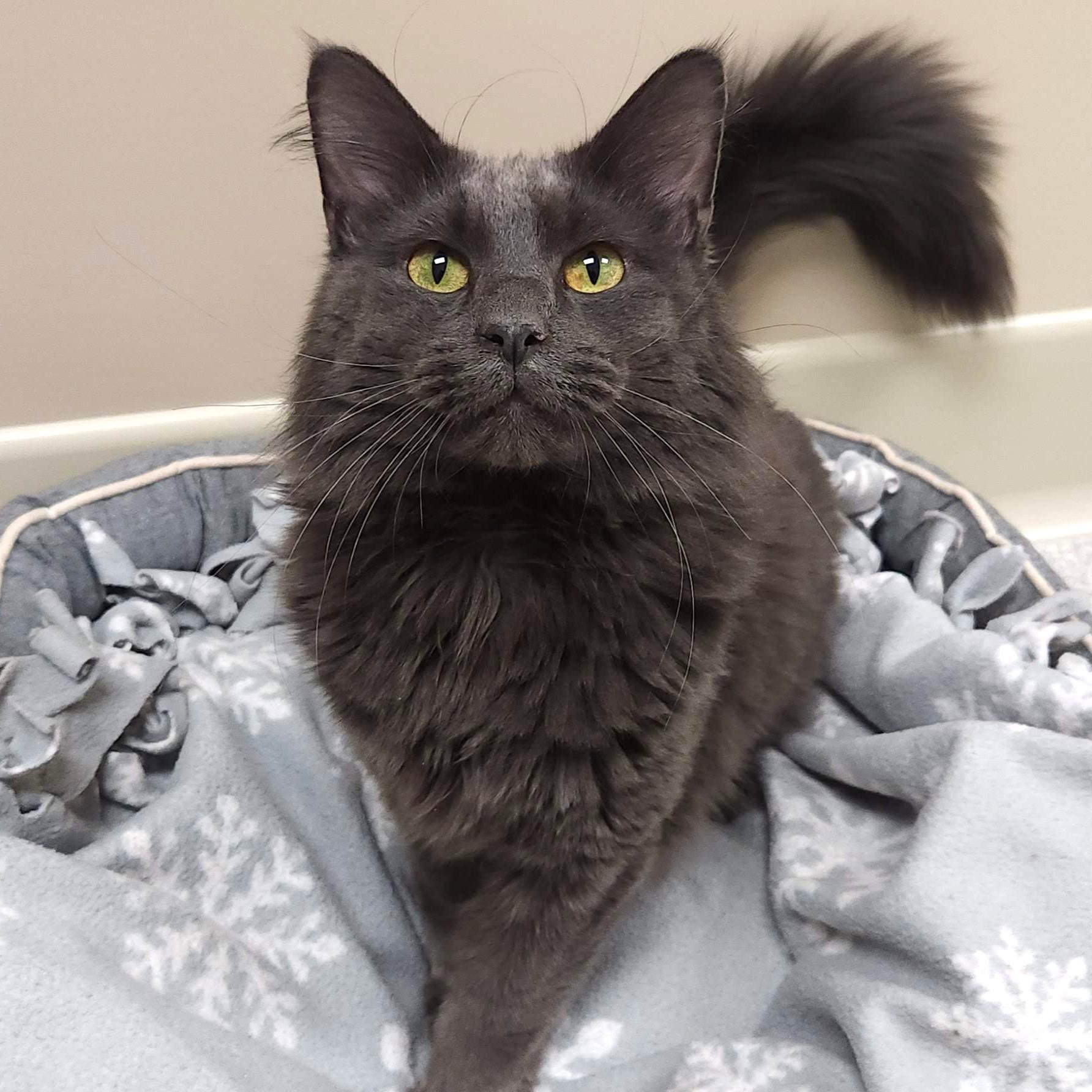 Enlarge Mike, an adopted Domestic Long Hair in Marshfield, WI image 4/5