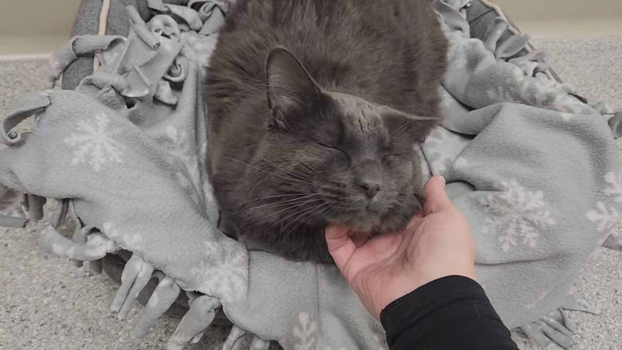 Enlarge Mike, an adopted Domestic Long Hair in Marshfield, WI video 5/5