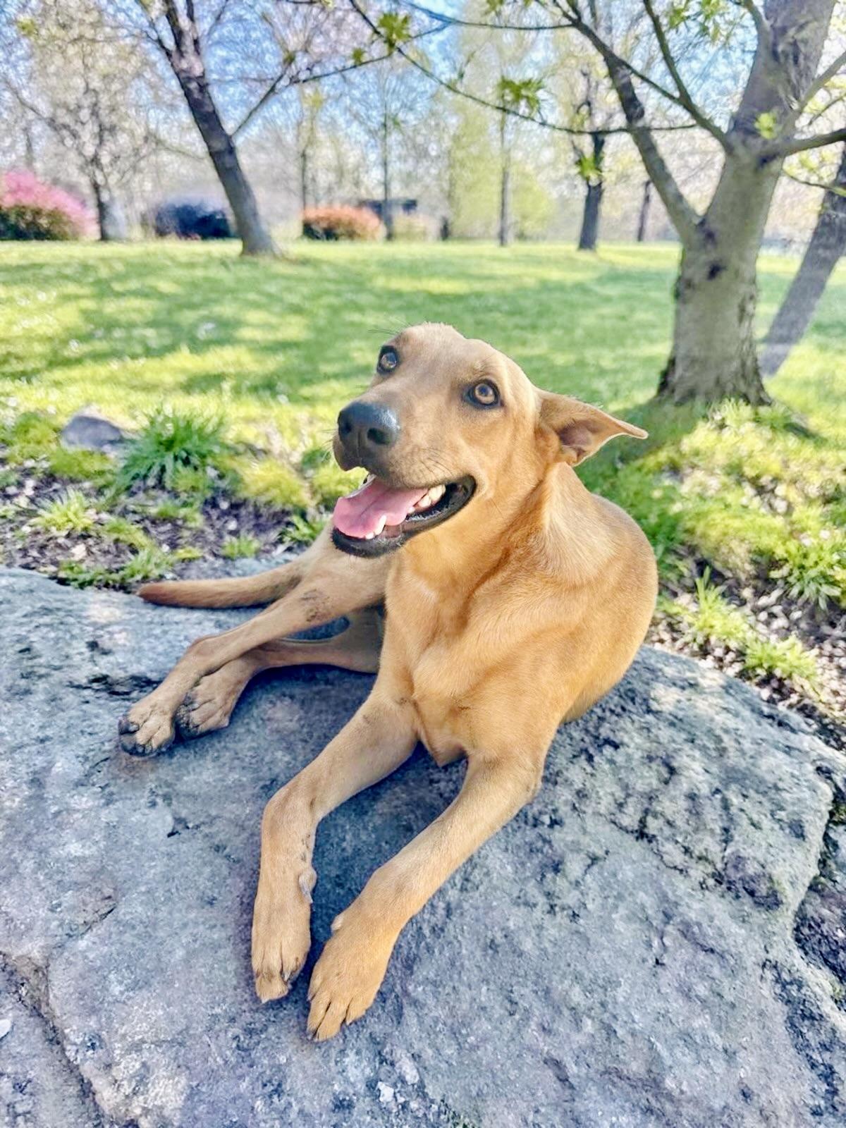 Enlarge Aries, a Adoptable mixed breed in San Francisco, CA image 1/6