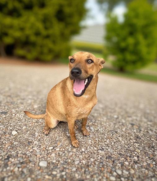 Enlarge Aries, a Adoptable mixed breed in San Francisco, CA image 4/6