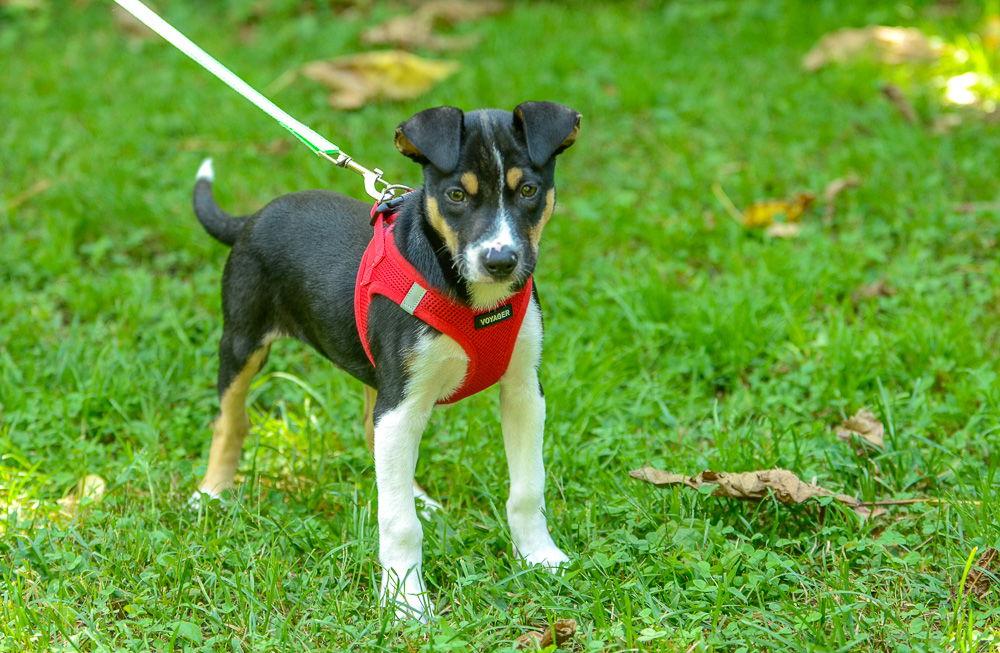Enlarge Jolly, a Adoptable Hound in Brick, NJ image 1/3