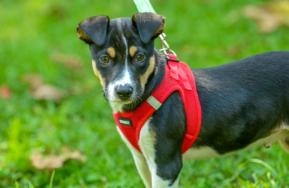 Enlarge Jolly, a Adoptable Hound in Brick, NJ image 2/3