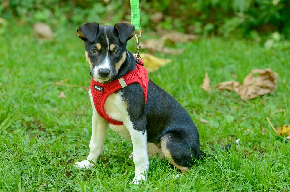 Enlarge Jolly, a Adoptable Hound in Brick, NJ image 3/3