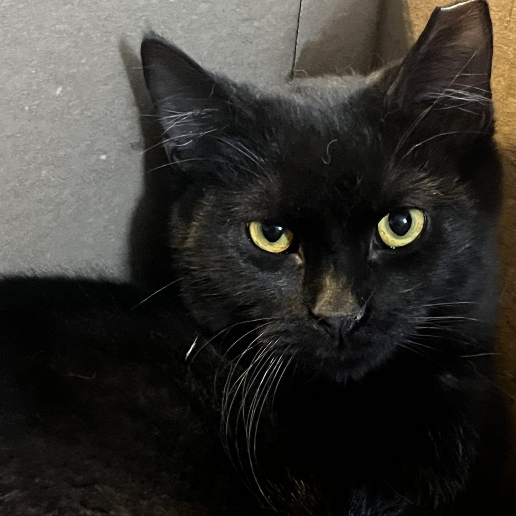 Sushi, Adoptable, Adult Male Domestic Short Hair.