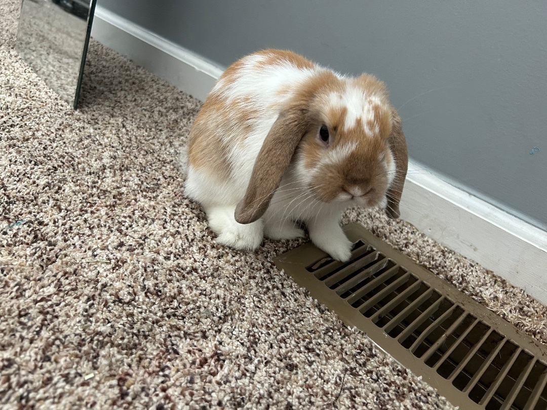 Ollie, Adopted, Young Male French Lop.