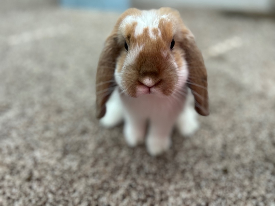 Enlarge Ollie, a Adopted French Lop in Midlothian, VA image 2/6