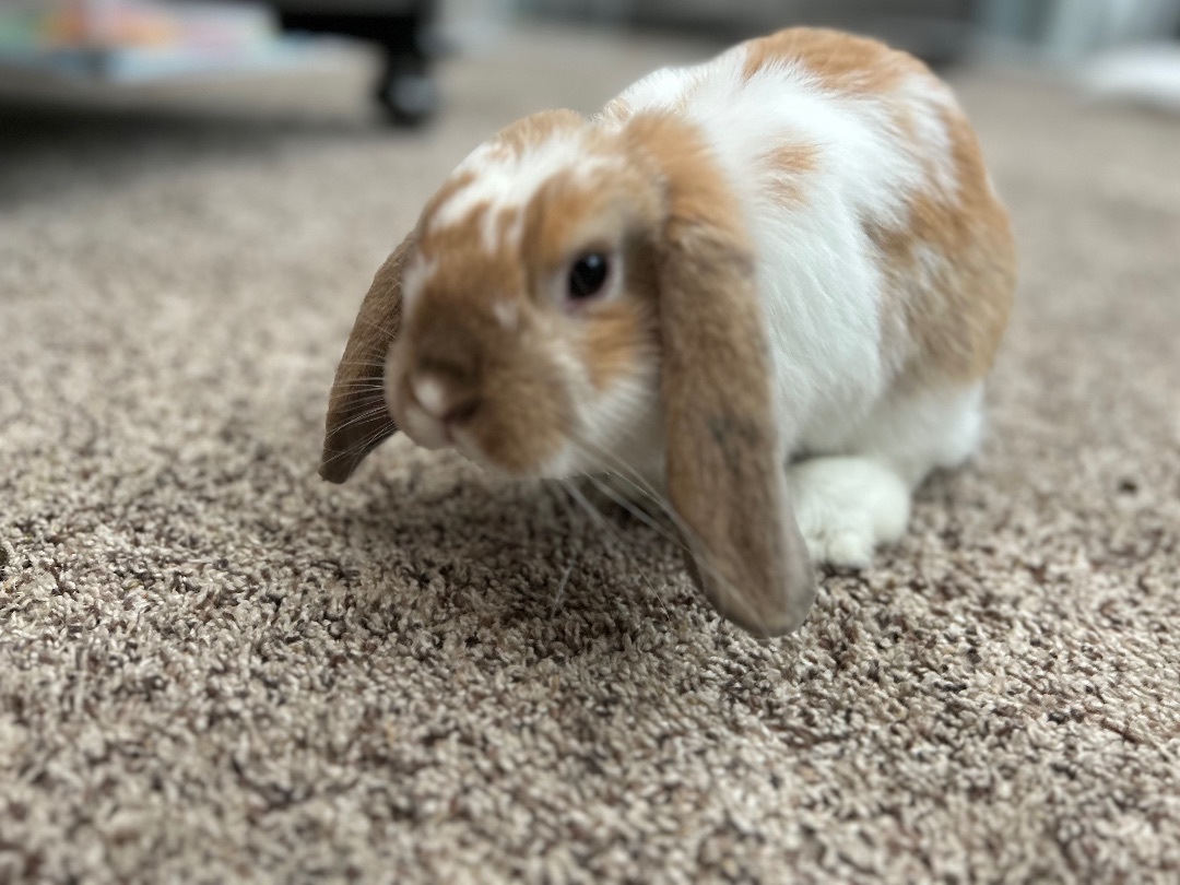Enlarge Ollie, a Adopted French Lop in Midlothian, VA image 3/6