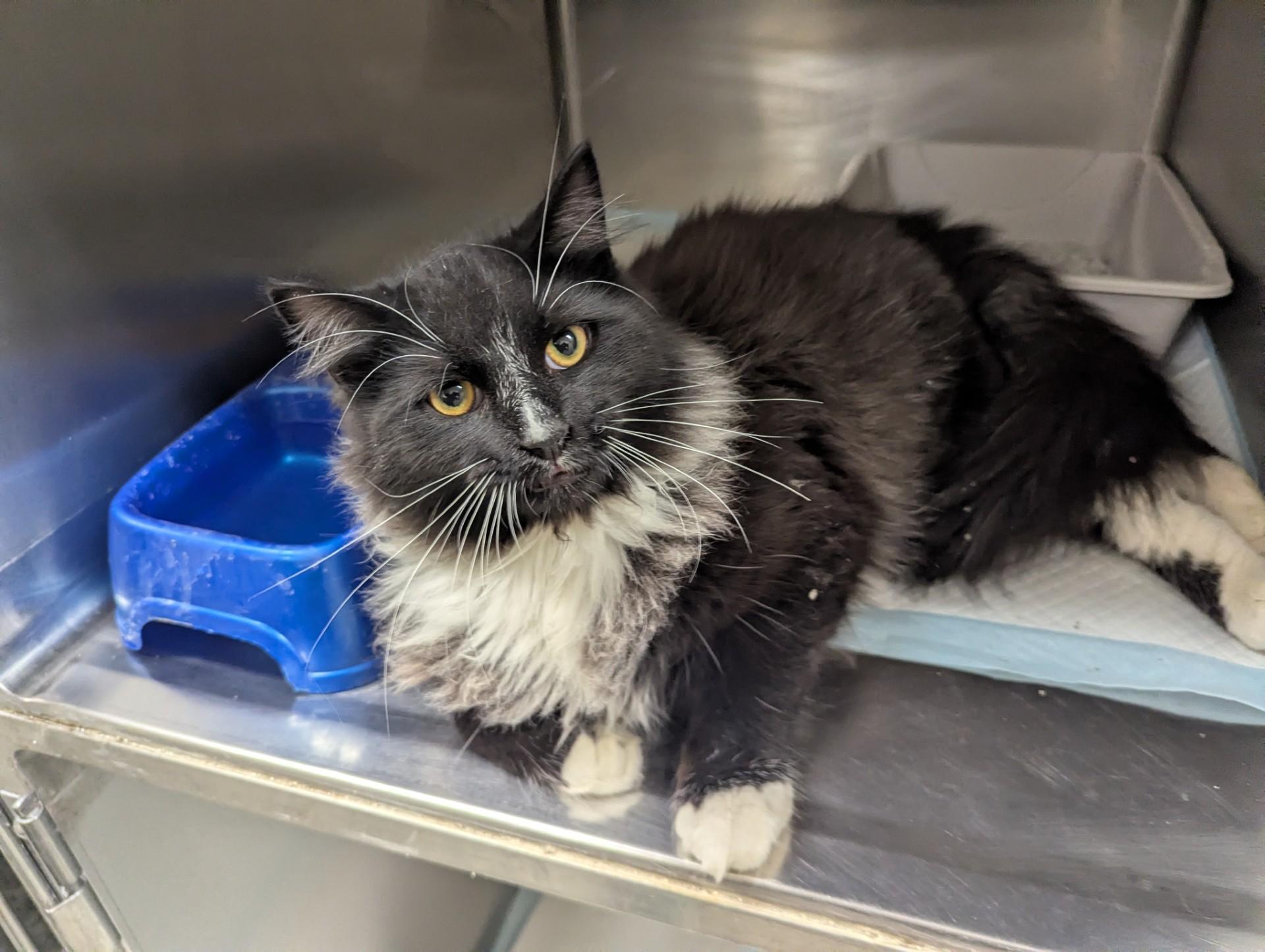 Enlarge Oreo18337A (ADOPTED), an adopted Domestic Medium Hair in Rocky Mount, NC image 3/3