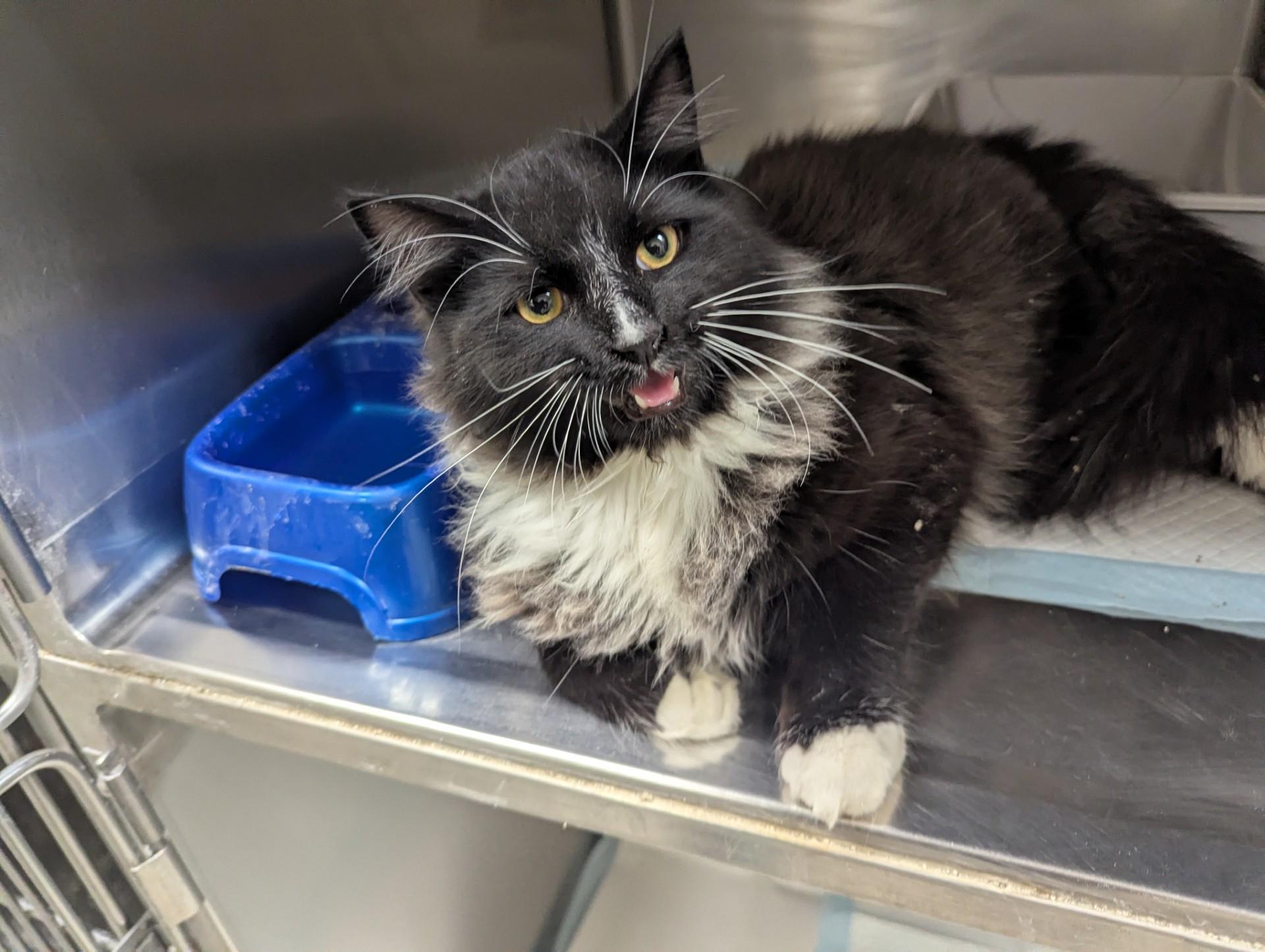 Enlarge Oreo18337A (ADOPTED), an adopted Domestic Medium Hair in Rocky Mount, NC image 2/3