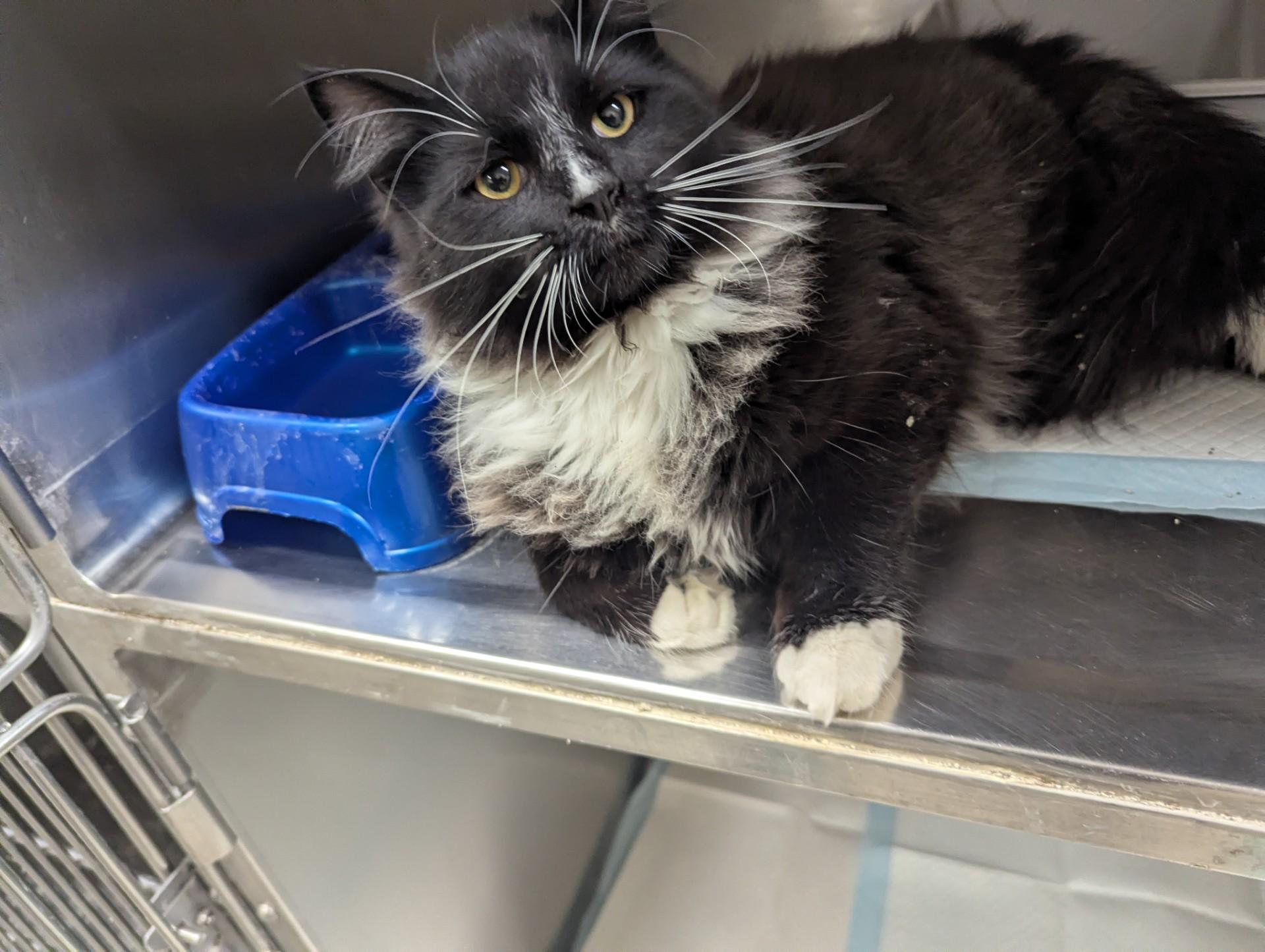 Enlarge Oreo18337A (ADOPTED), an adopted Domestic Medium Hair in Rocky Mount, NC image 1/3