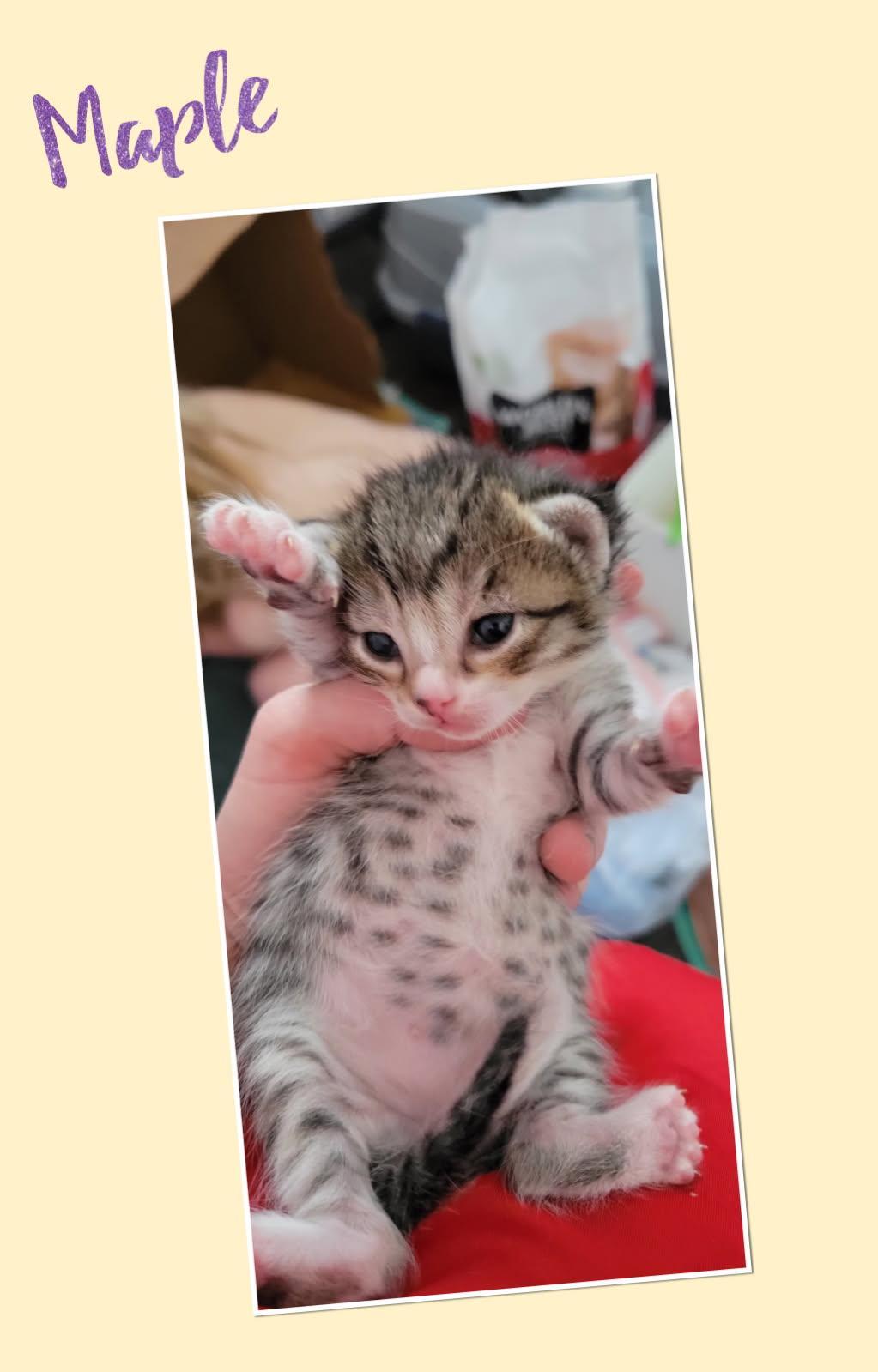 Maple, Adoptable, Kitten Female Domestic Short Hair.