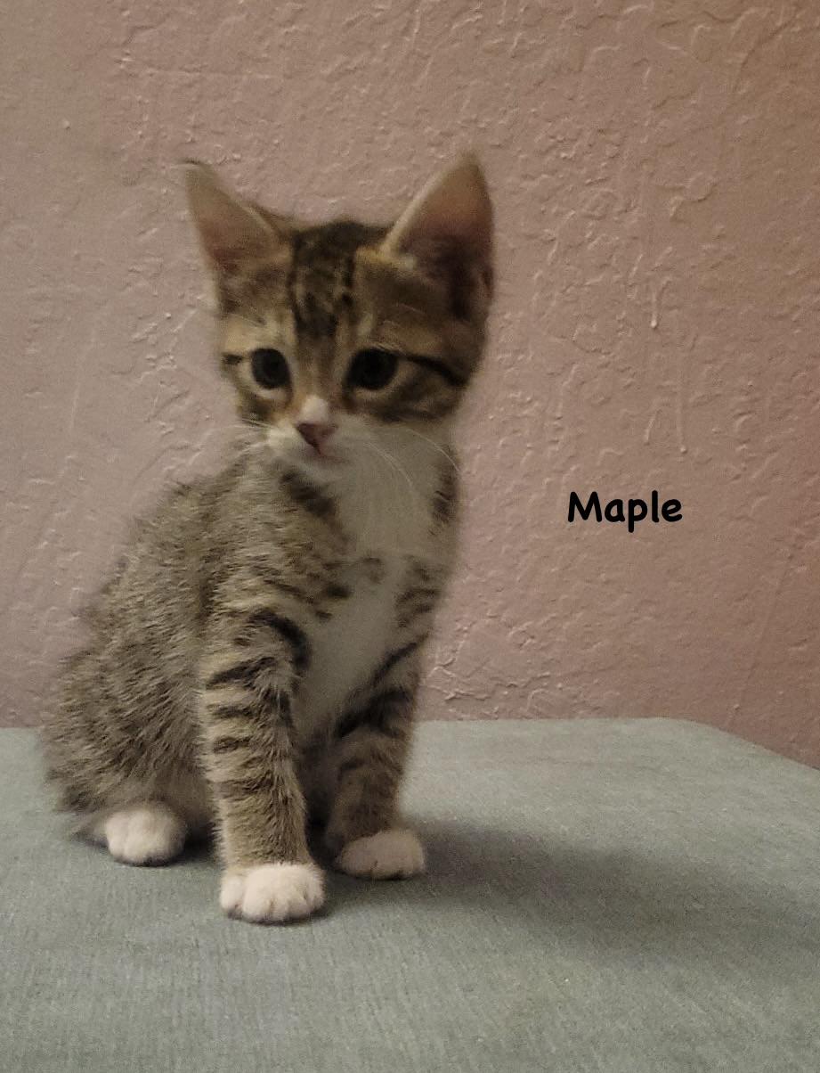 Maple, a Adoptable mixed breed in Dixon, CA image 2/3