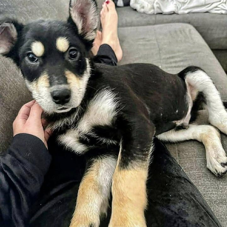 Chester (20260119-07)