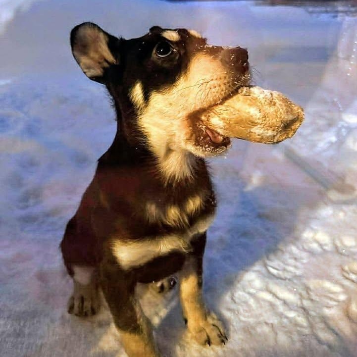 Chester (20260119-07) — thumbnail 2