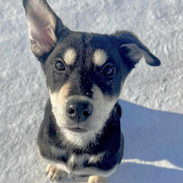 Chester (20260119-07) — thumbnail 3