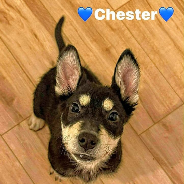 Chester (20260119-07) — thumbnail 4