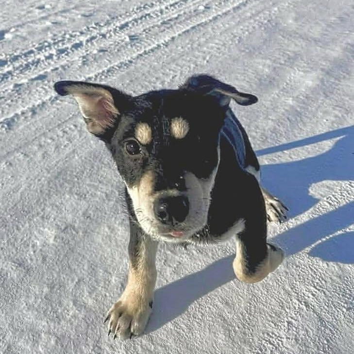 Chester (20260119-07) — thumbnail 5