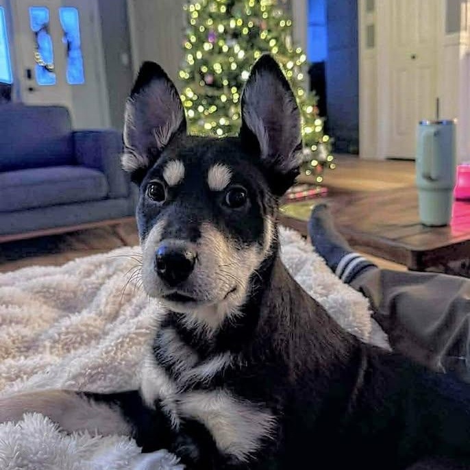 Chester (20260119-07) — thumbnail 6