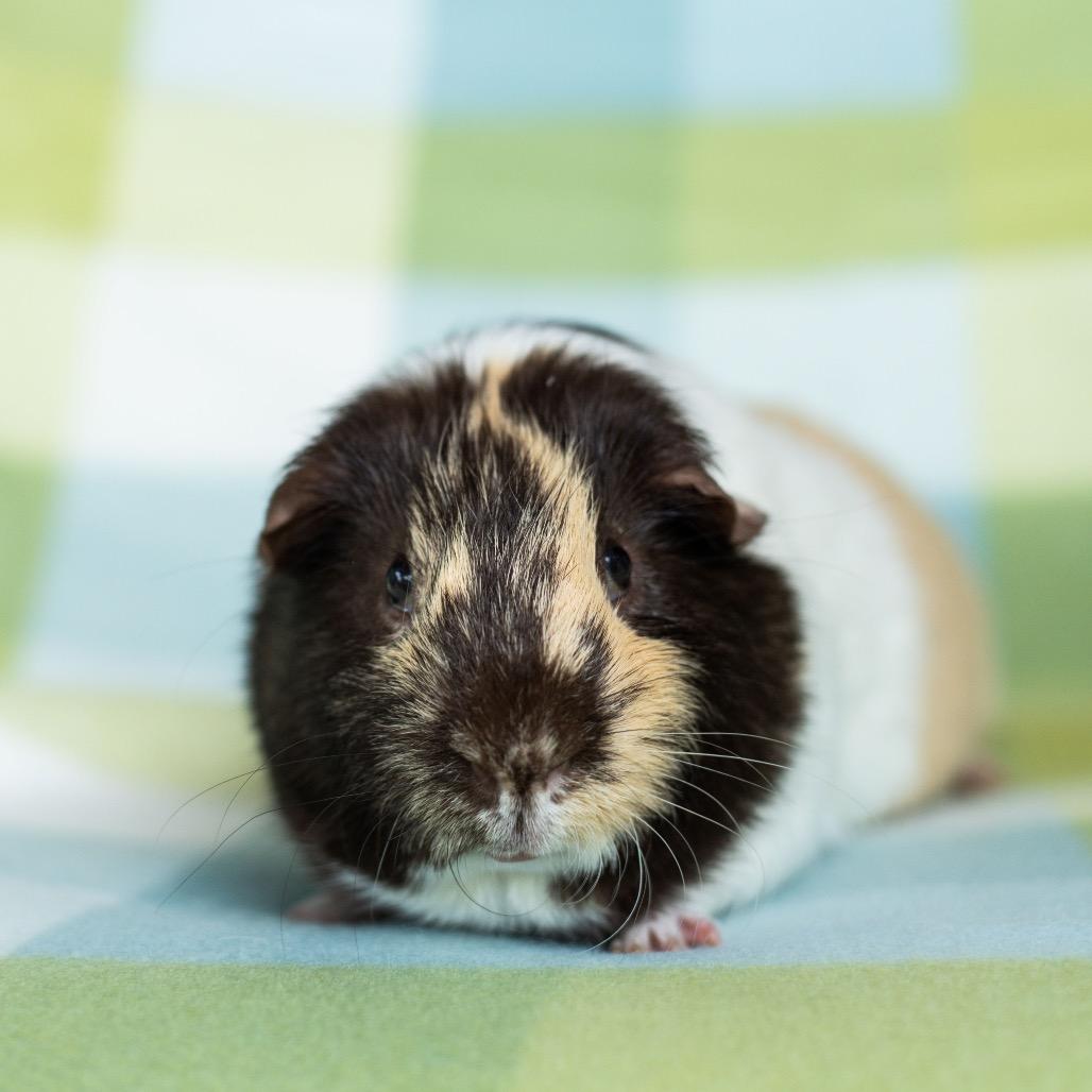 Enlarge Chewie, a Adoptable Guinea Pig in Warwick, RI image 1/2