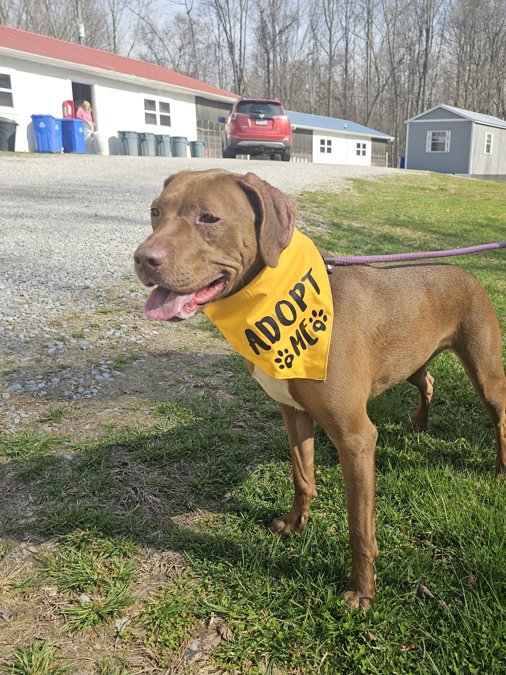 Delilah, a Adoptable mixed breed in Franklin, TN, TN image 1/5