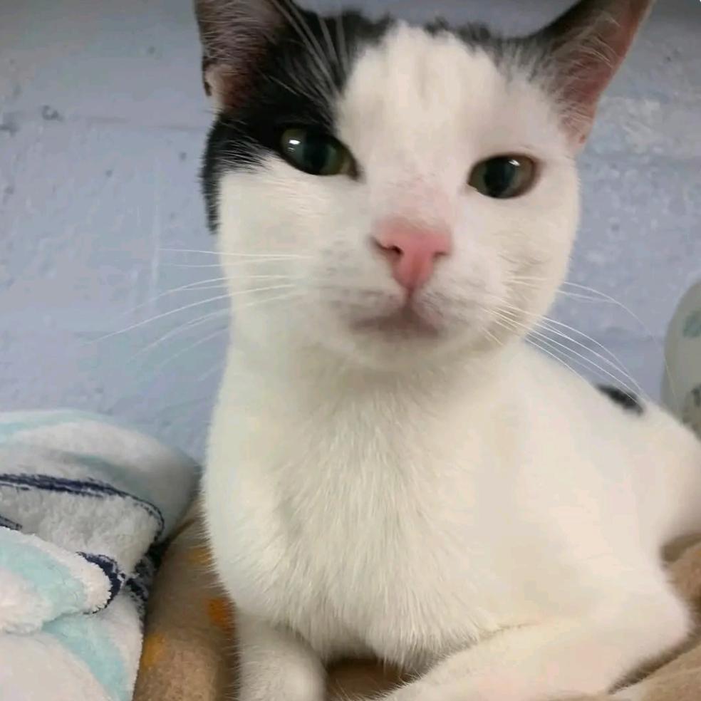 Enlarge Lucy aka Mariah, a Adoptable Domestic Short Hair in Oceanside, NY image 2/2