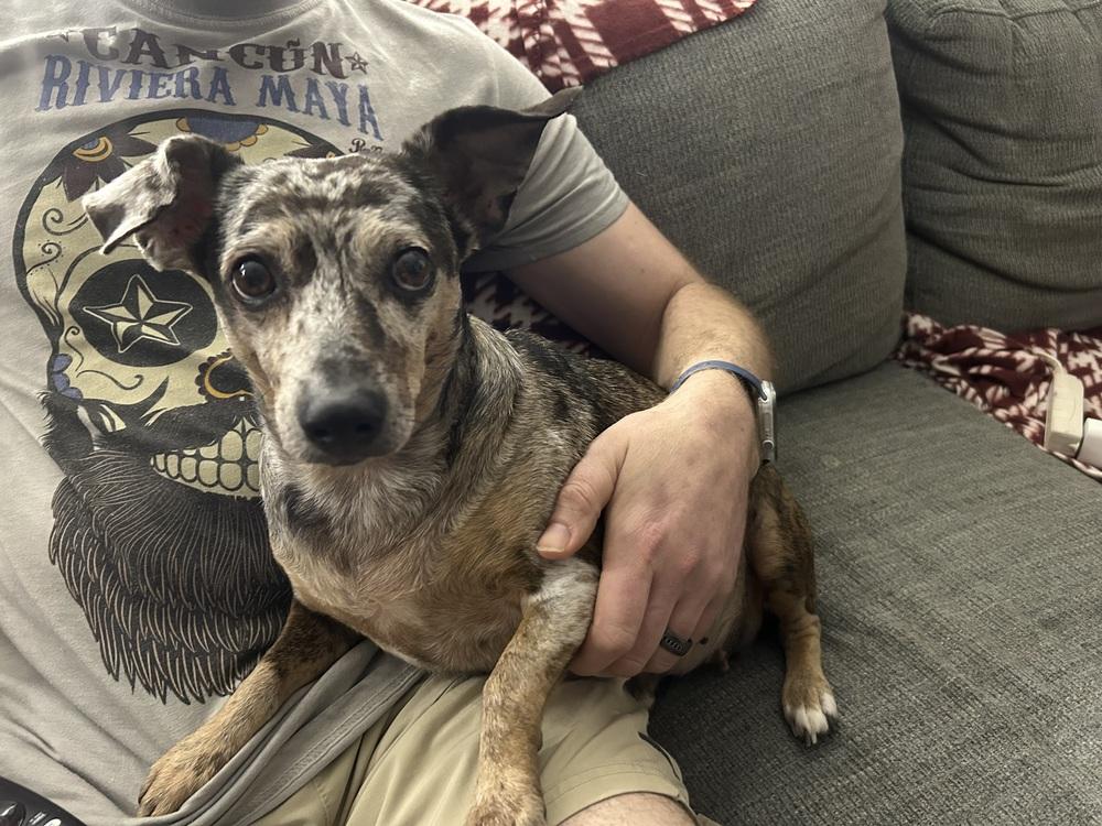 Enlarge Pearl, a Adoptable mixed breed in Lancaster, PA image 1/6