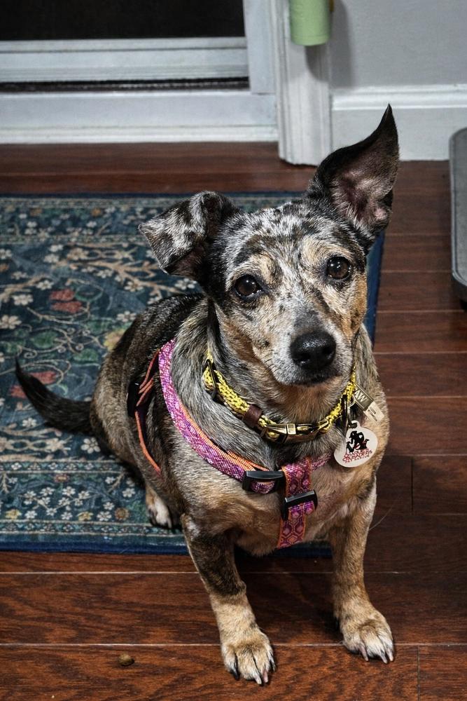 Enlarge Pearl, a Adoptable mixed breed in Lancaster, PA image 2/6