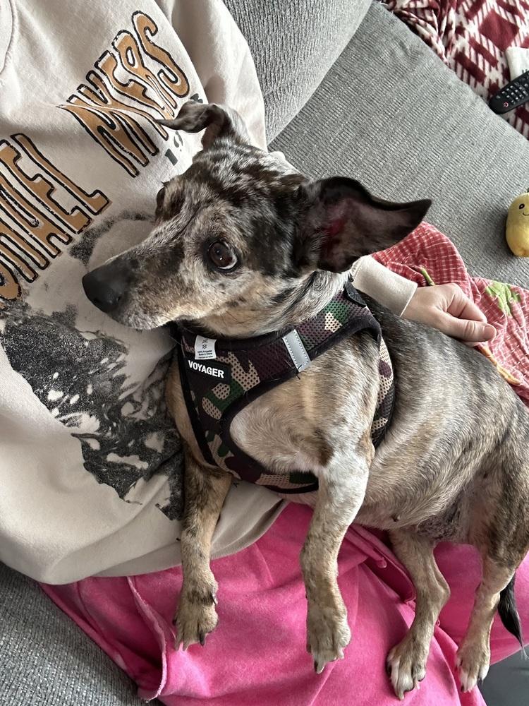 Enlarge Pearl, a Adoptable mixed breed in Lancaster, PA image 3/6