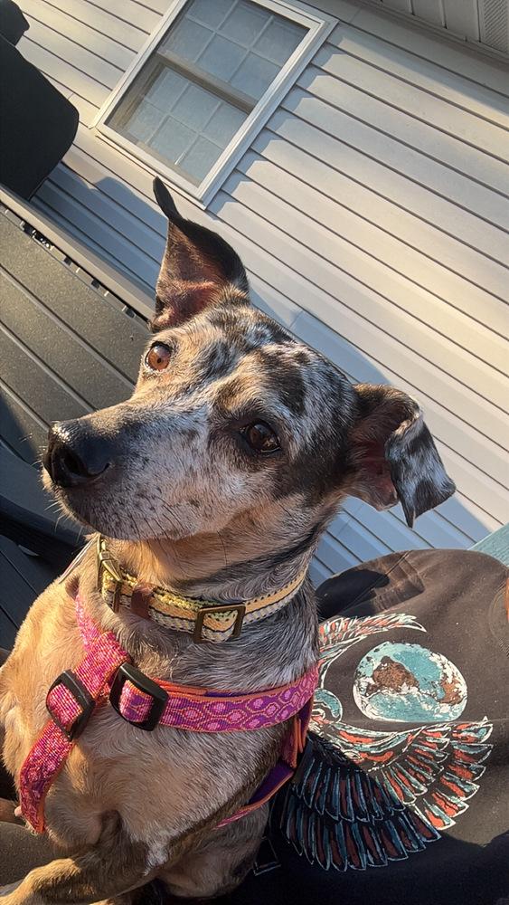 Enlarge Pearl, a Adoptable mixed breed in Lancaster, PA image 4/6